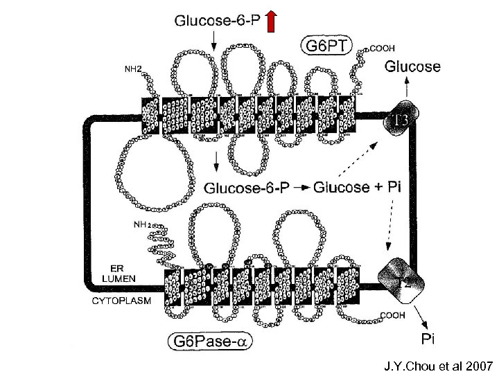 J. Y. Chou et al 2007 