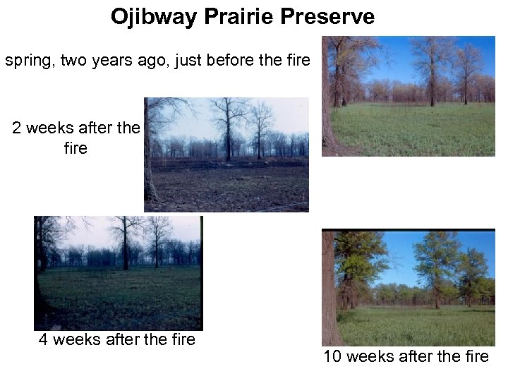 Ojibway Prairie Preserve spring, two years ago, just before the fire 2 weeks after
