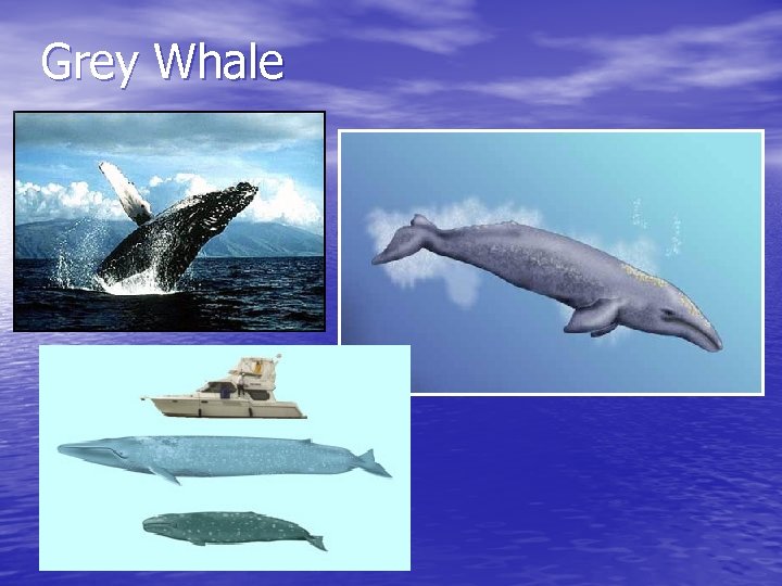 Grey Whale 