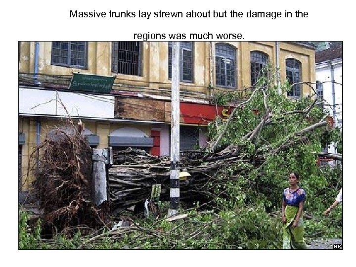 Massive trunks lay strewn about but the damage in the regions was much worse.