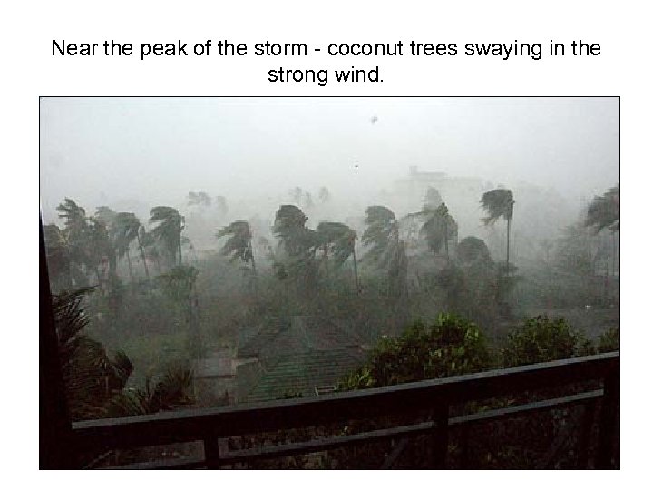 Near the peak of the storm - coconut trees swaying in the strong wind.
