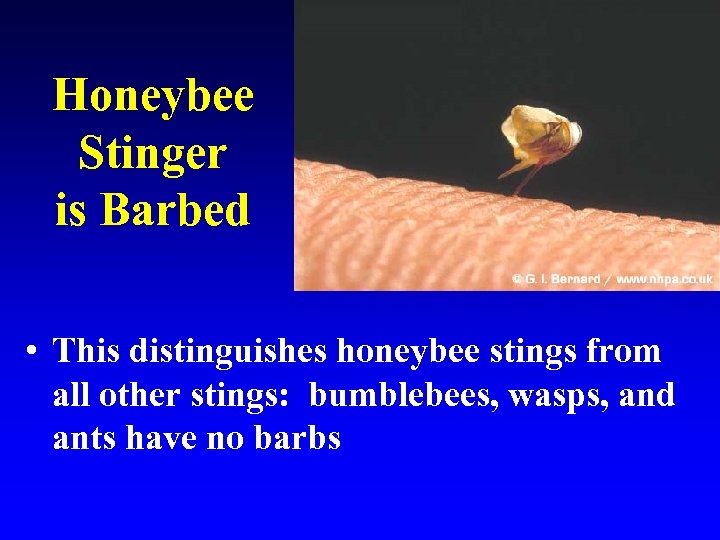 Honeybee Stinger is Barbed • This distinguishes honeybee stings from all other stings: bumblebees,