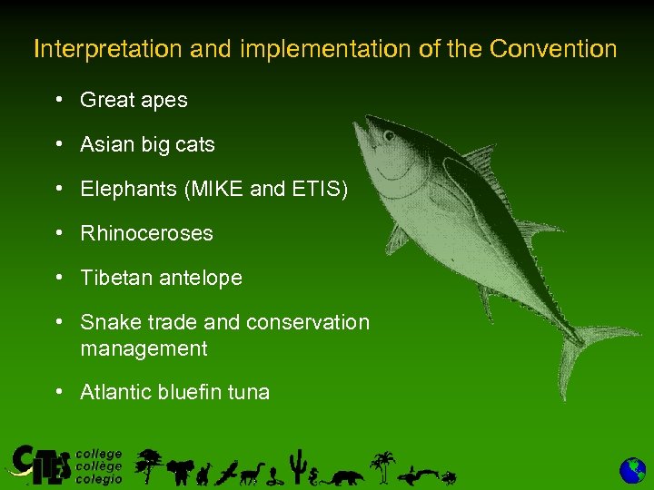 Interpretation and implementation of the Convention • Great apes • Asian big cats •