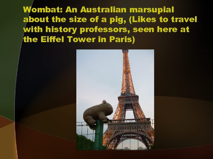 Wombat: An Australian marsupial about the size of a pig, (Likes to travel with