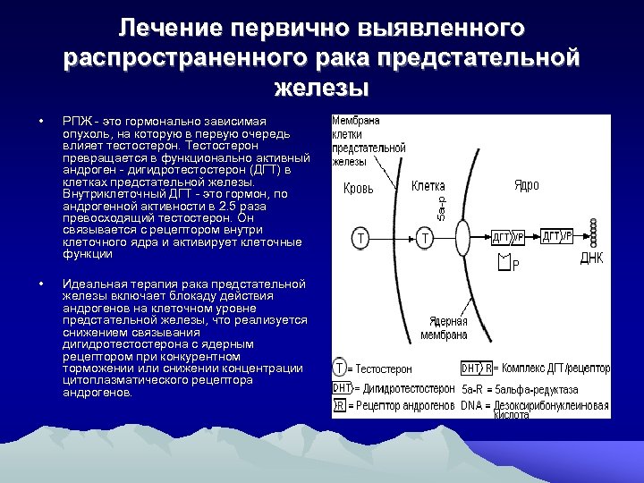 Лечение первично выявленного распространенного рака предстательной железы • РПЖ это гормонально зависимая опухоль, на
