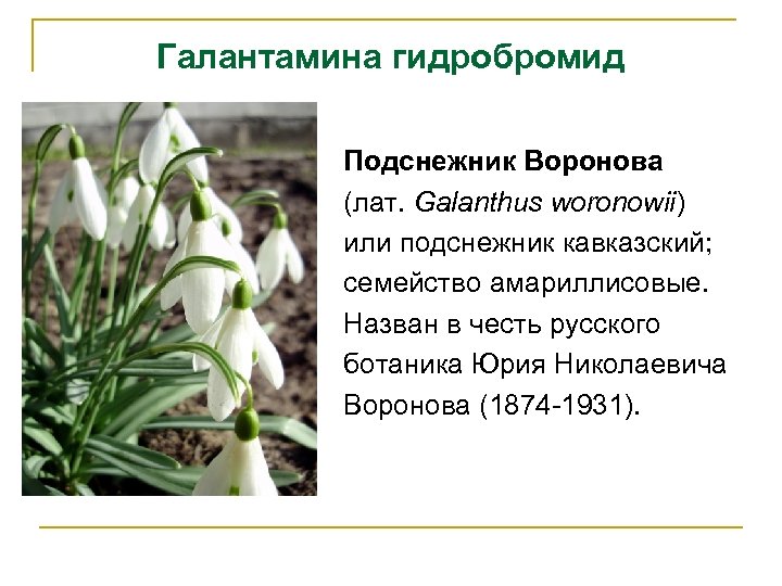 Галантамина гидробромид Подснежник Воронова (лат. Galanthus woronowii) или подснежник кавказский; семейство амариллисовые. Назван в