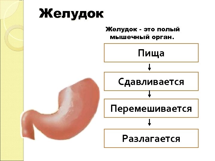 Полый это. Печень это полый мышечный орган.