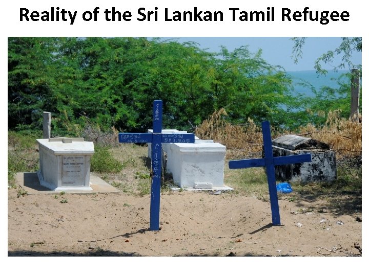 Reality of the Sri Lankan Tamil Refugee 
