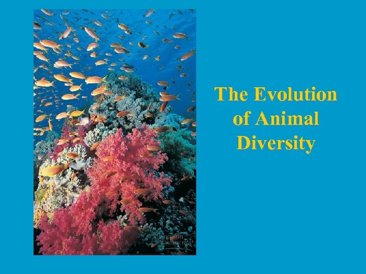 The Evolution of Animal Diversity 