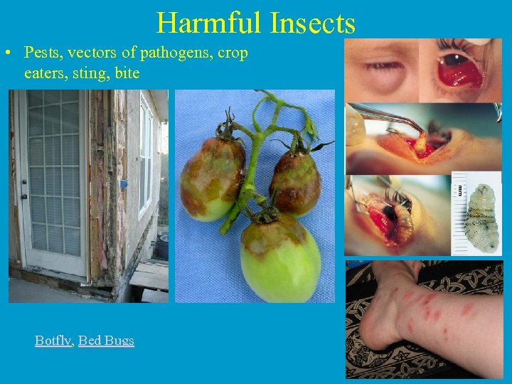 Harmful Insects • Pests, vectors of pathogens, crop eaters, sting, bite Botfly, Bed Bugs