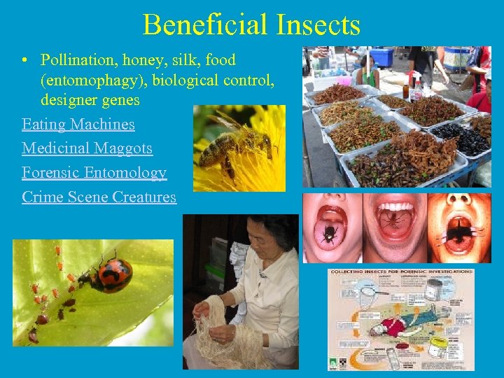 Beneficial Insects • Pollination, honey, silk, food (entomophagy), biological control, designer genes Eating Machines