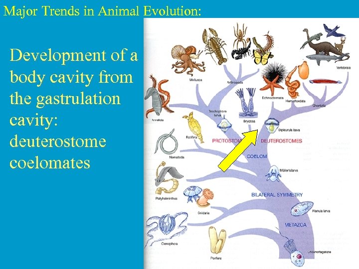 Major Trends in Animal Evolution: Development of a body cavity from the gastrulation cavity: