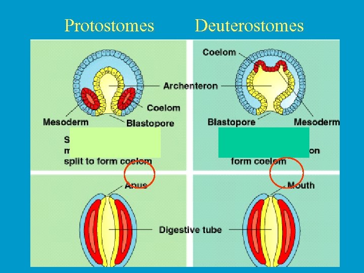 Protostomes Deuterostomes 