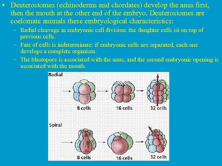  • Deuterostomes (echinoderms and chordates) develop the anus first, then the mouth at