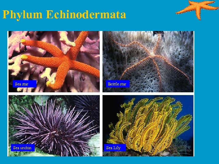 Phylum Echinodermata Sea star Sea urchin Brittle star Sea Lily 