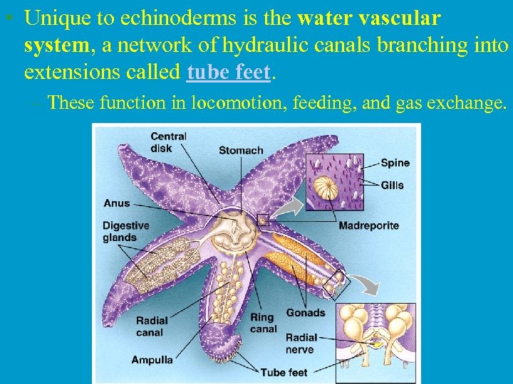  • Unique to echinoderms is the water vascular system, a network of hydraulic