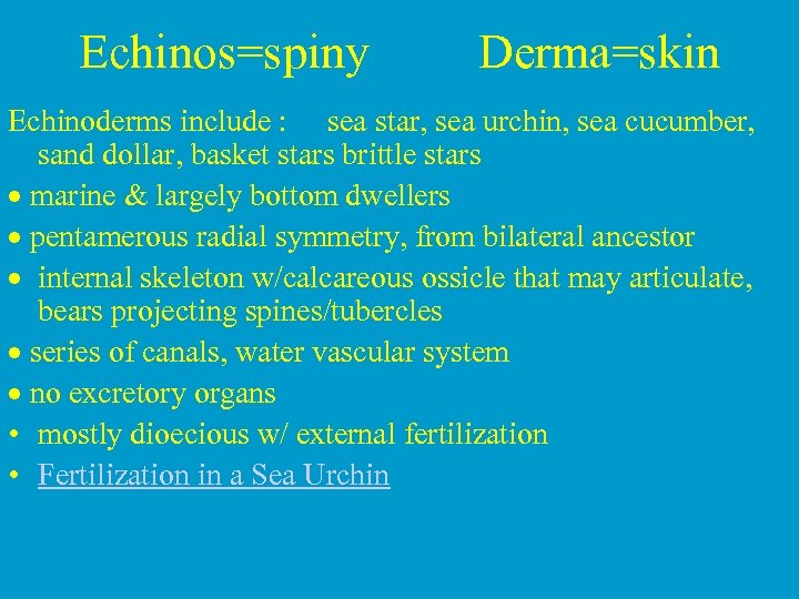 Echinos=spiny Derma=skin Echinoderms include : sea star, sea urchin, sea cucumber, sand dollar, basket