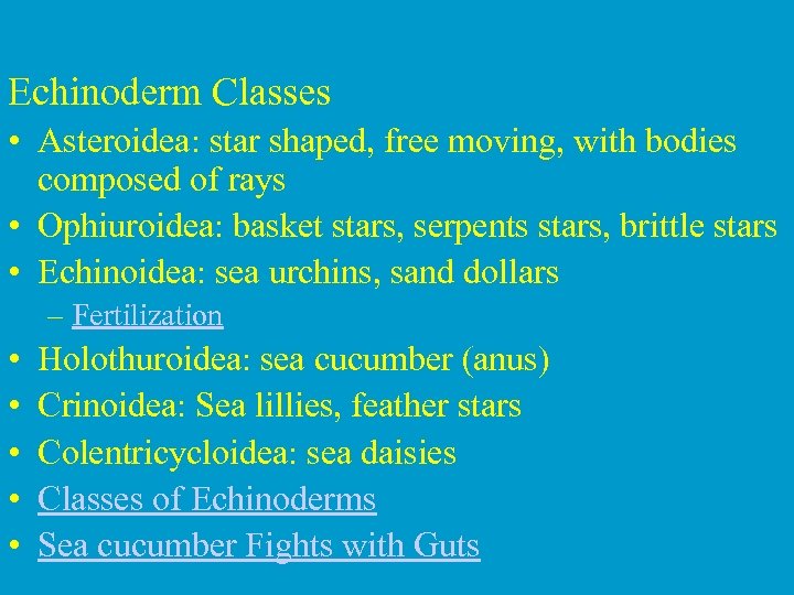 Echinoderm Classes • Asteroidea: star shaped, free moving, with bodies composed of rays •