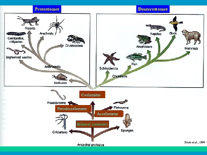 Protostomes Deuterostomes Coelomates Pseudocoelomates Acoelomates Bilateral symmetry Brum et al. , 1994 