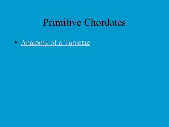 Primitive Chordates • Anatomy of a Tunicate 