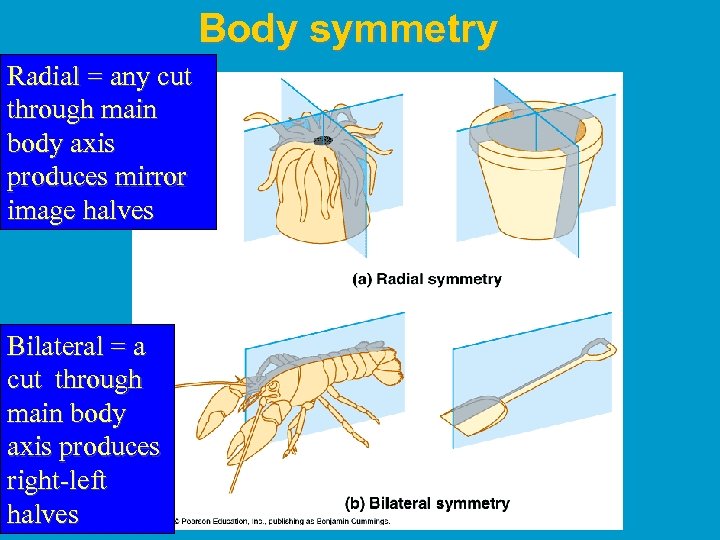 Body symmetry Radial = any cut through main body axis produces mirror image halves