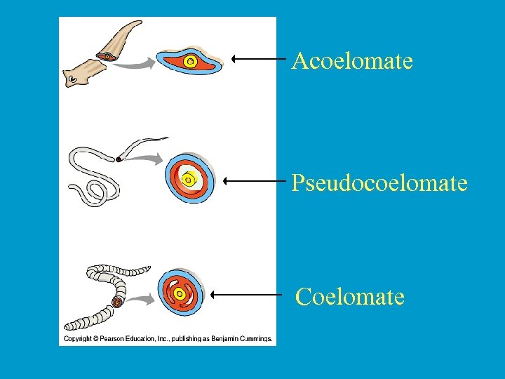 Acoelomate Pseudocoelomate Coelomate 