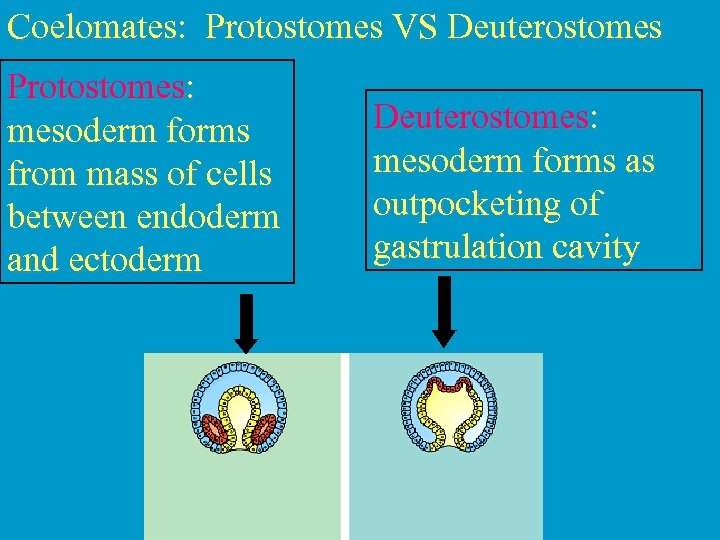 Coelomates: Protostomes VS Deuterostomes Protostomes: mesoderm forms from mass of cells between endoderm and