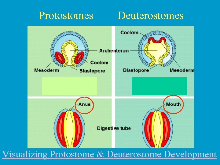 Protostomes Deuterostomes Visualizing Protostome & Deuterostome Development 