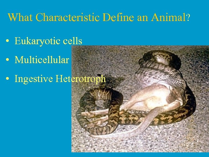 What Characteristic Define an Animal? • Eukaryotic cells • Multicellular • Ingestive Heterotroph 