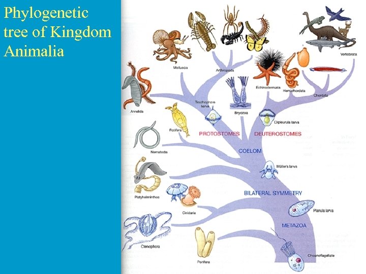 Phylogenetic tree of Kingdom Animalia 