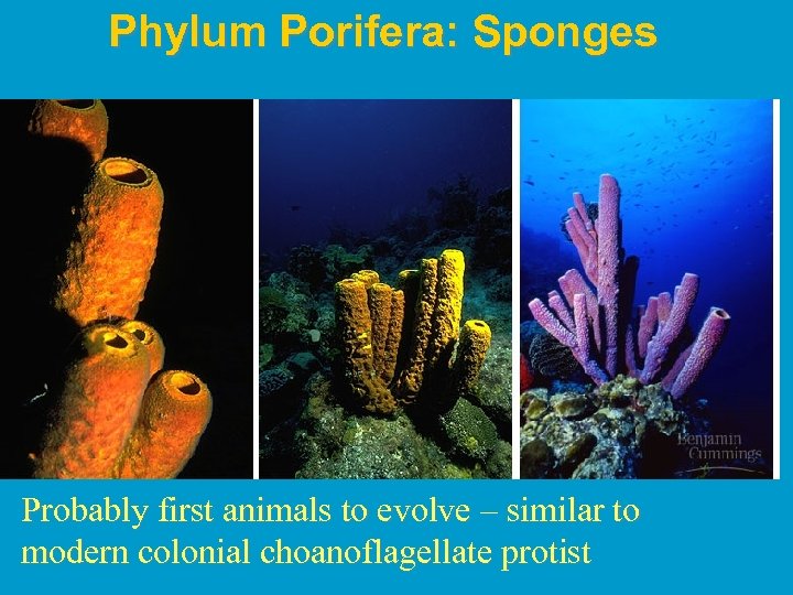 Phylum Porifera: Sponges Probably first animals to evolve – similar to modern colonial choanoflagellate