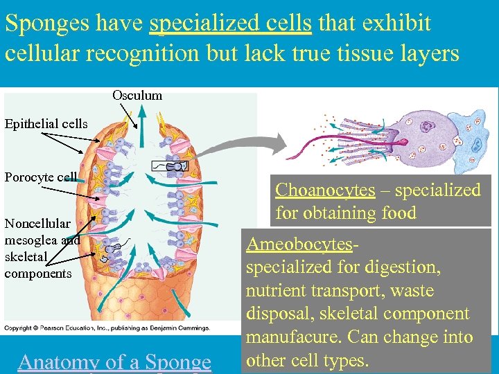 Sponges have specialized cells that exhibit cellular recognition but lack true tissue layers Osculum