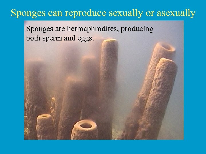 Sponges can reproduce sexually or asexually Sponges are hermaphrodites, producing both sperm and eggs.