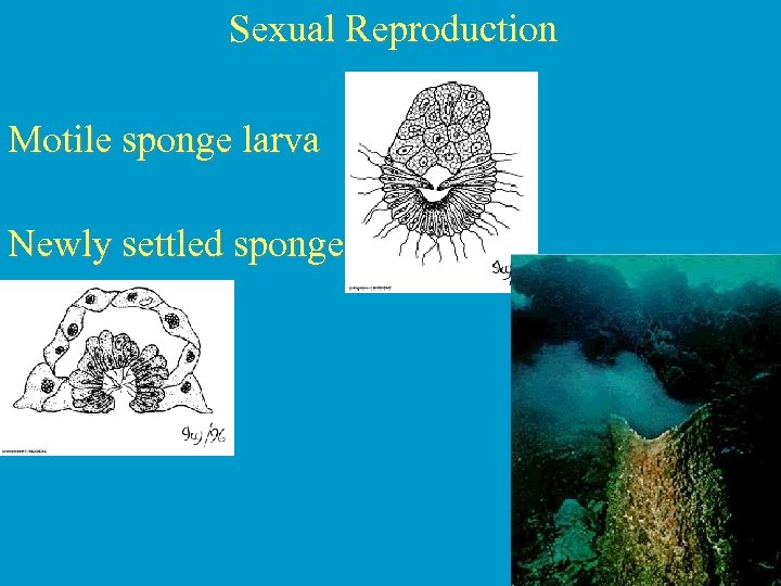 Sexual Reproduction Motile sponge larva Newly settled sponge 