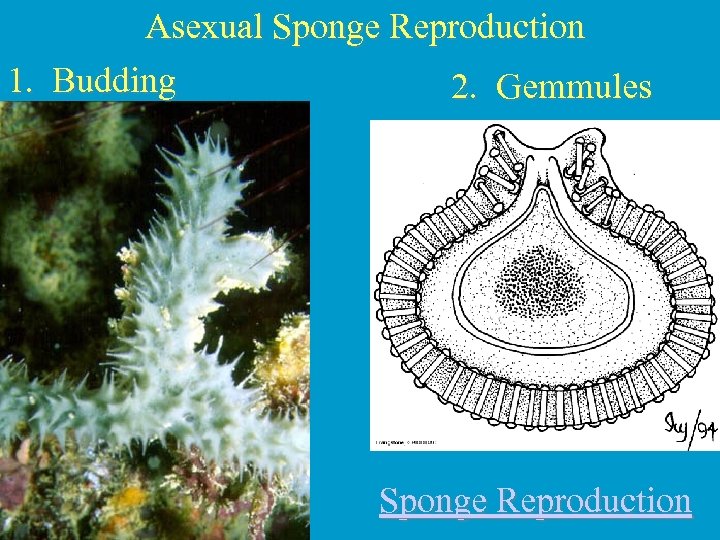 Asexual Sponge Reproduction 1. Budding 2. Gemmules Sponge Reproduction 