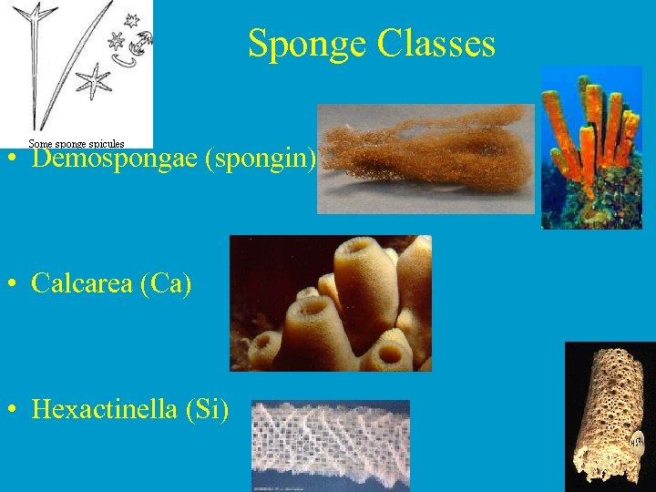 Sponge Classes • Demospongae (spongin) • Calcarea (Ca) • Hexactinella (Si) 