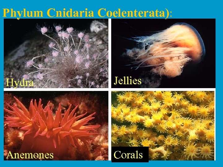 Phylum Cnidaria Coelenterata): Hydra Jellies Anemones Corals 