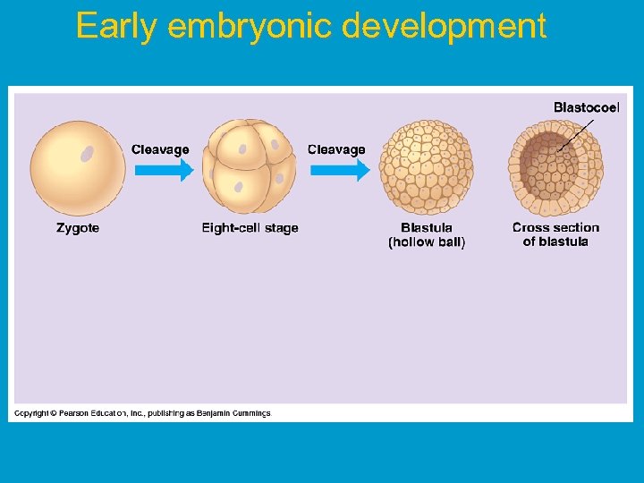 Early embryonic development 