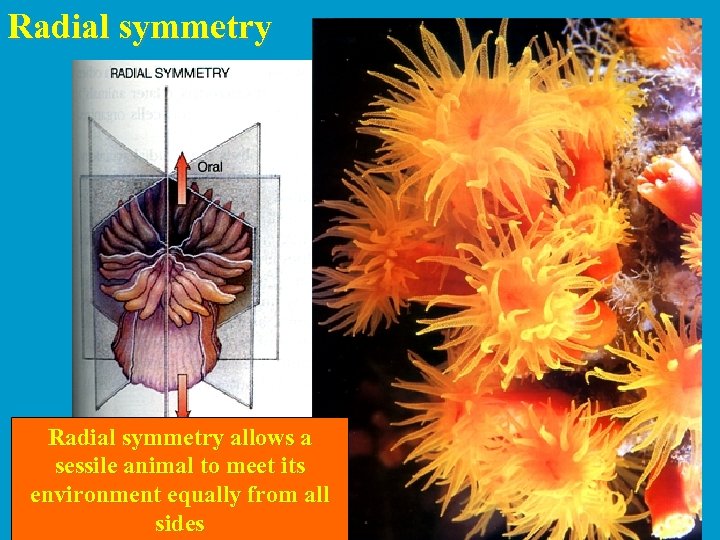 Radial symmetry allows a sessile animal to meet its environment equally from all sides