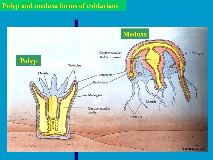 Polyp and medusa forms of cnidarians Medusa Polyp Purves et al. , 1992 