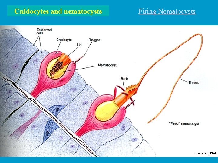 Cnidocytes and nematocysts Firing Nematocysts Brum et al. , 1994 