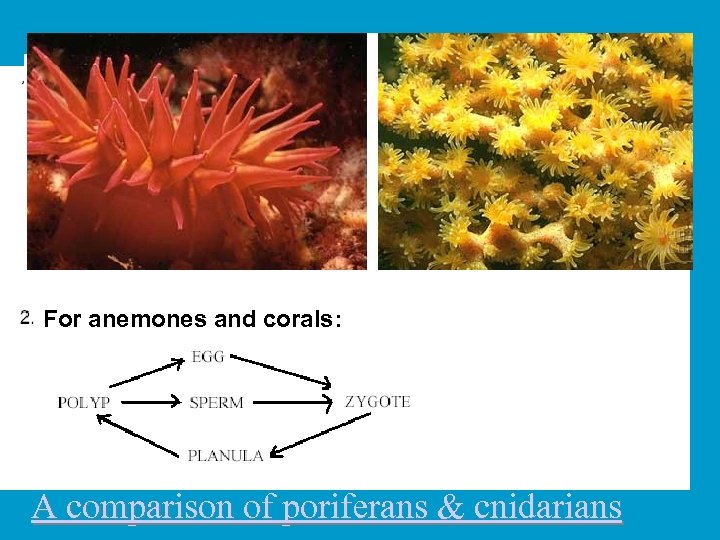 For jellies and hydra: For anemones and corals: A comparison of poriferans & cnidarians