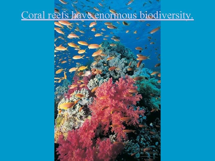 Coral reefs have enormous biodiversity. 