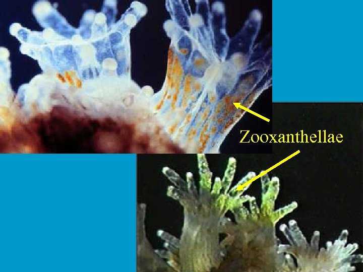 Zooxanthellae 