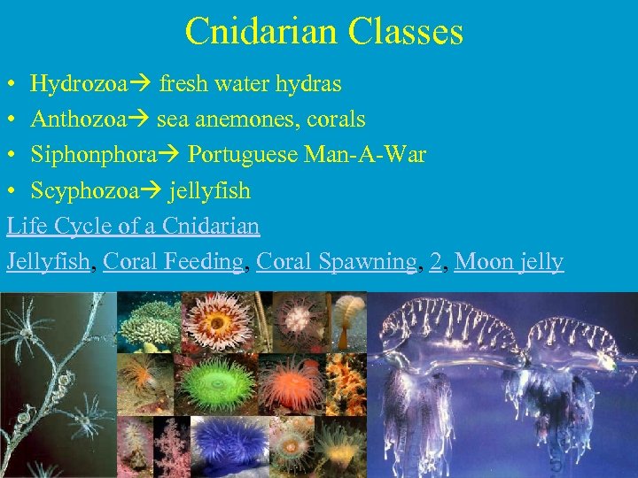 Cnidarian Classes • Hydrozoa fresh water hydras • Anthozoa sea anemones, corals • Siphonphora