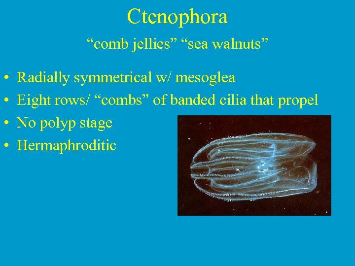 Ctenophora “comb jellies” “sea walnuts” • • Radially symmetrical w/ mesoglea Eight rows/ “combs”