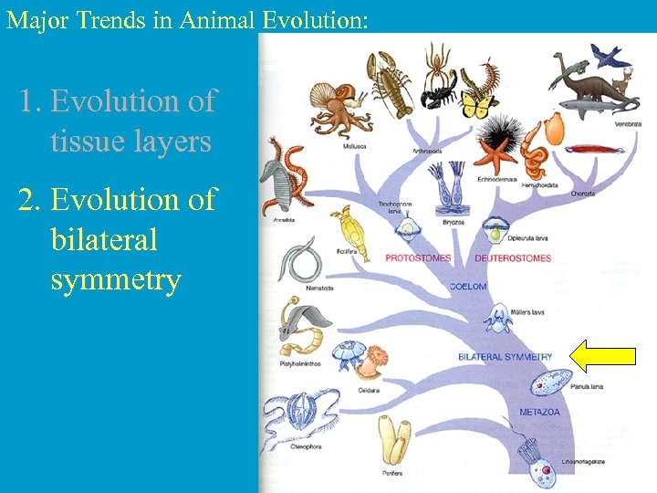 Major Trends in Animal Evolution: 1. Evolution of tissue layers 2. Evolution of bilateral