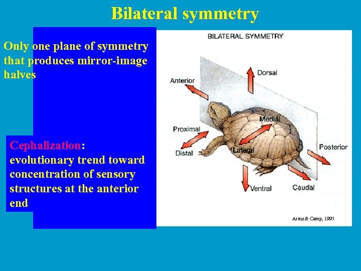 Bilateral symmetry Only one plane of symmetry that produces mirror-image halves Cephalization: evolutionary trend