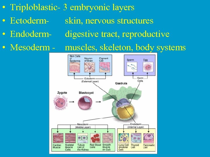  • • Triploblastic- 3 embryonic layers Ectodermskin, nervous structures Endoderm- digestive tract, reproductive