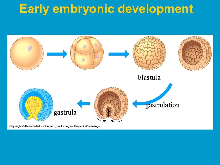 Early embryonic development blastula gastrulation 